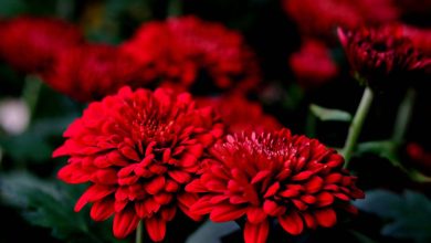 The Timeless Elegance of Chrysanthemums: Unveiling the Beauty and Symbolism