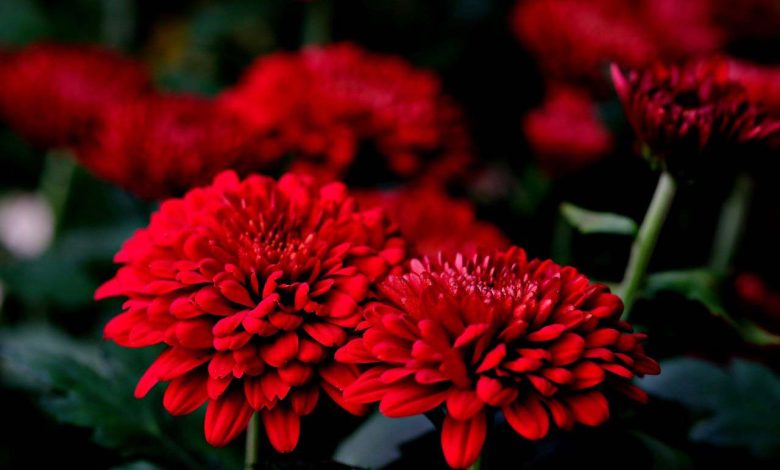The Timeless Elegance of Chrysanthemums: Unveiling the Beauty and Symbolism